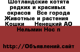 Шотландские котята редких и красивых  окрасов - Все города Животные и растения » Кошки   . Ненецкий АО,Нельмин Нос п.